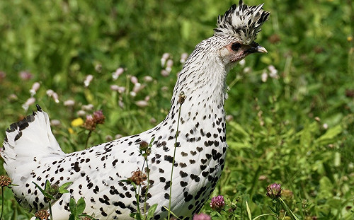 白雞身上佈滿黑色小愛心！身分曝光