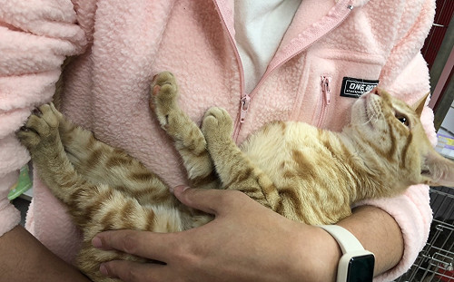 新北動保處緊急救援險遭滅頂小橘貓 重罰狠心飼主4.5萬