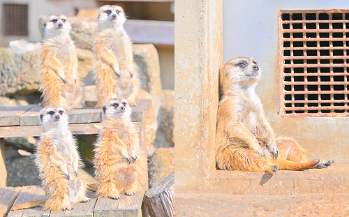 獴生絕望！狐獴面色清冷呆坐角落
