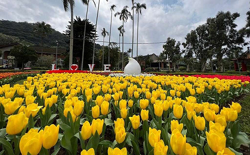 置身童話世界！士林官邸浪漫鬱金香展今開幕