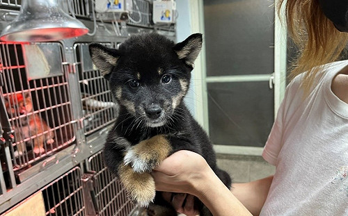 新北再添3隻校園犬生力軍  49校93犬貓居全國之冠