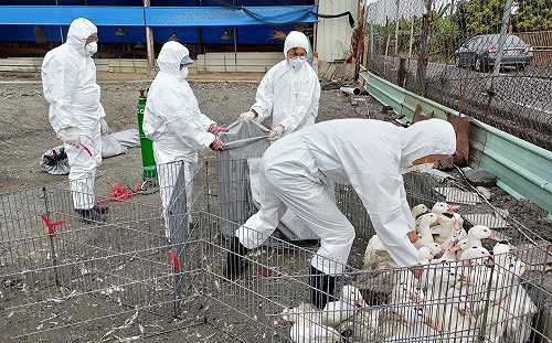 屏東肉鴨場確診H5N2禽流感！防檢局：已撲殺889隻