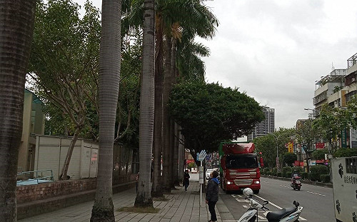 新北動保員犧牲休假  攀上椰子樹成功救下逃家鸚鵡