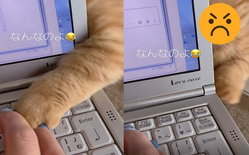 貓咪伸手襲擊鍵盤！眼神兇狠：看我