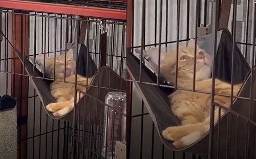 (影)橘貓舔毛突然定格！呆看天空：蛋呢