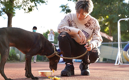 「新北市動物保護自治條例」今上路  遛狗須繫繩以免受罰