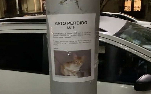 尋貓啟事！她低頭竟見本尊就在下方