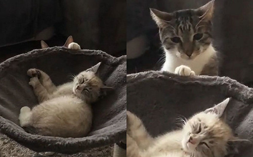 惡魔低語？貓悄悄爬至床邊嘀咕1句