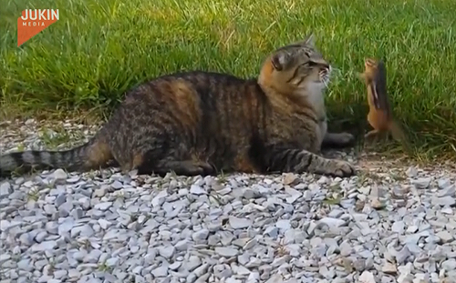 (影)晚餐超兇！貓叼花栗鼠回家遭鼠狂毆