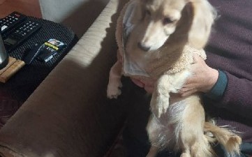 新北動保處傳授護毛孩兩妙招   毛爸媽出遊免煩惱