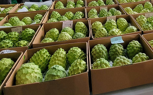 「膨風水雞，刣無肉」！中國解除釋迦禁令 郭倍宏：阿共仔的陰謀