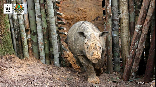 40年來首見！婆羅州發現野生蘇門答臘犀牛
