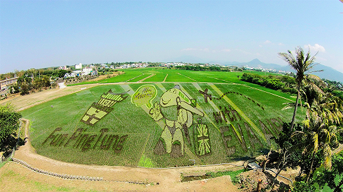 屏東彩稻藝術攜手長榮 打造3D飛機立體稻田