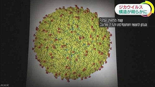 解碼茲卡病毒構造成功  發現180刺突強感染