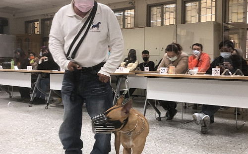 防比特犬傷人意外   新北為飼主舉辦教養及法律講習