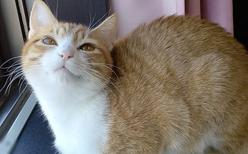 橘白貓天生微笑唇超吸睛！魅力無邊