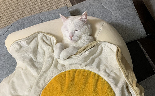 幫貓蓋被牠秒入睡！姿勢就像乖寶寶