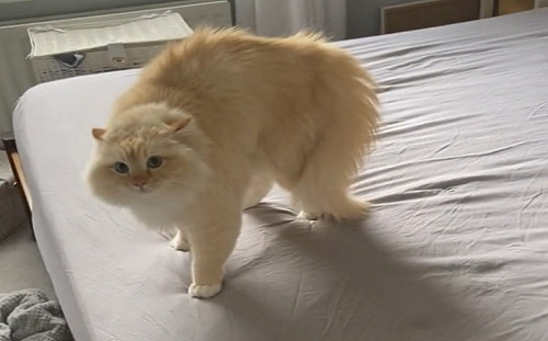 布偶貓不給媽鋪床！外八裝螃蟹示威