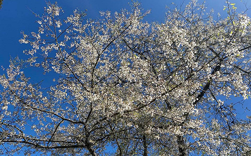 阿里山花季今開跑！4大交通管制措施一次看