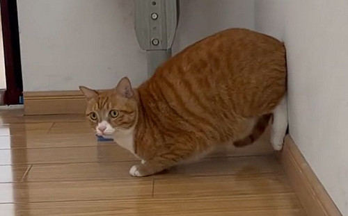 橘貓為罐罐拚了！竟擺專業跑者架勢