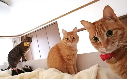 貓鬧鐘值得信賴！早6被3貓準時圍堵