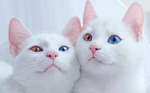白貓雙胞胎美翻！黃、藍異瞳超吸睛