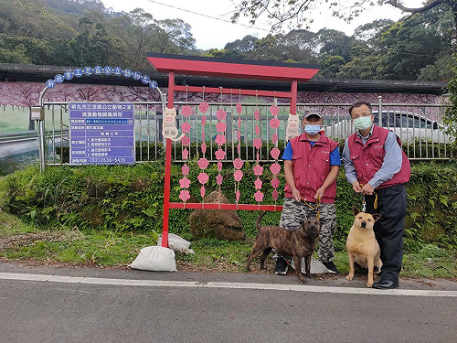 新北動保處「櫻」你而美好 三芝動物之家免費打狂犬病疫苗