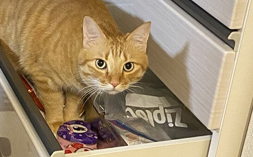 日深夜地震！飼主驚見橘貓趁機行竊