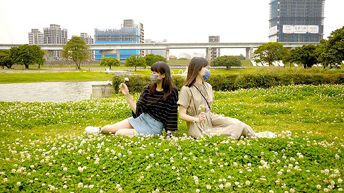 新北河濱公園下雪了 白花三葉草鋪滿地