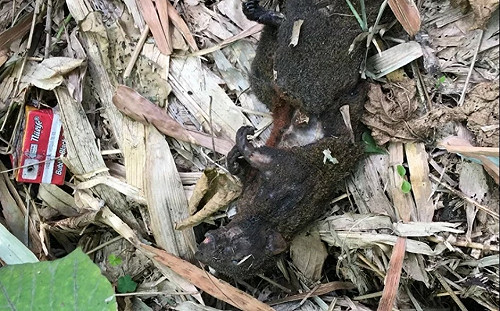 小動物誤闖只排第3!各種停電原因「台電出包」聲量最高