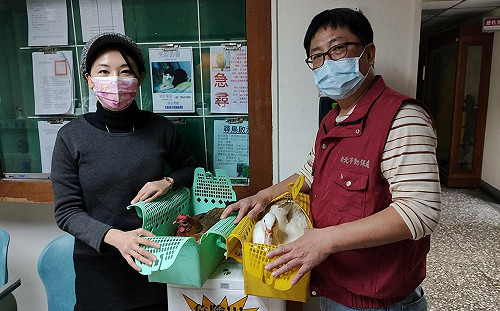 杜絕亂棄喪禮活禽  新北動保處偕愛禽更生人為雞鴨覓好歸宿