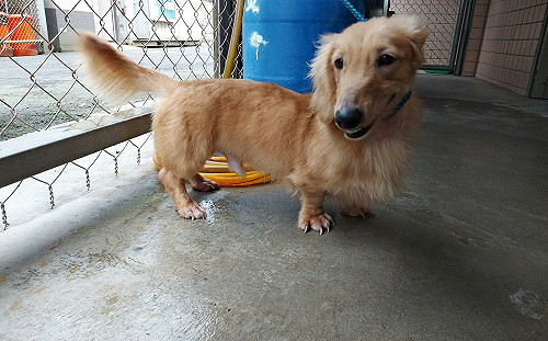 長毛臘腸犬因毛囊蟲症遭棄養  新北動保處妙手回春變萌犬