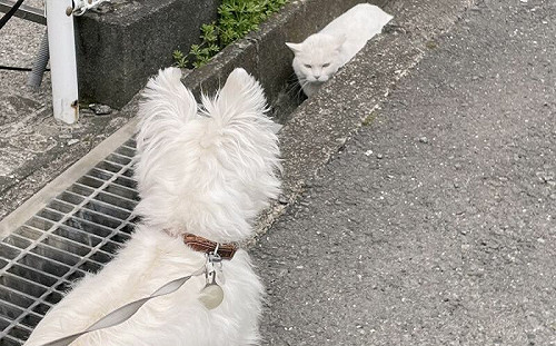 狹路相逢！貓狗見面靠「眼神激鬥」