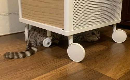 家貓秀地震驚人操作！主人看完跪了