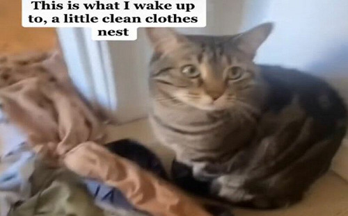 媽即將臨盆！貓咪超前部屬做育兒窩