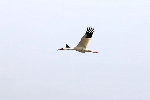 滯台513天 「金山小白鶴」飛走了