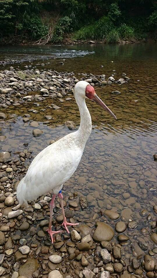 二度振翅返家 小白鶴滯台514天基隆現蹤