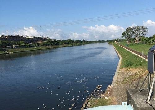 後勁溪魚群暴斃 研判水質缺氧