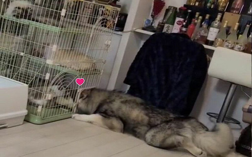 大狗頭塞籠子吸貓！媽嘆：歸剛欸