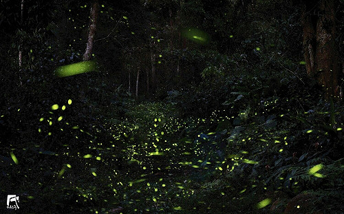 螢火蟲大爆發！日月潭春季7大賞螢活動一次看