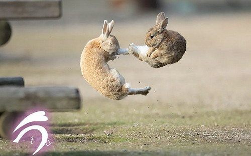 功夫兔飛踢同伴！網笑：畫面有聲音