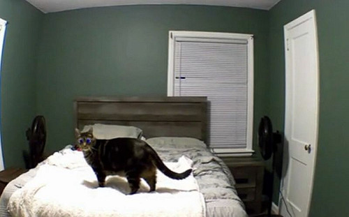 貓咪睡覺找無人！媽看監視器超揪心