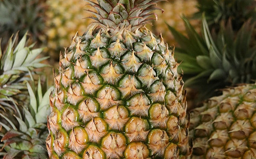 中國禁台灣鳳梨逾1年！農委會再於WTO提特別貿易關切