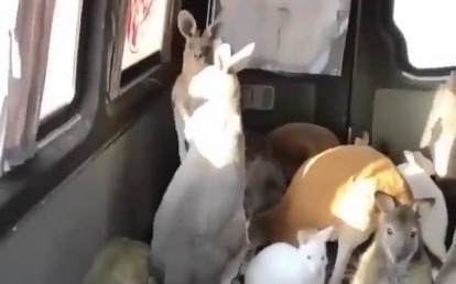 生命誠可貴！烏國動物園疏散行動 袋鼠們也被「人道救援」