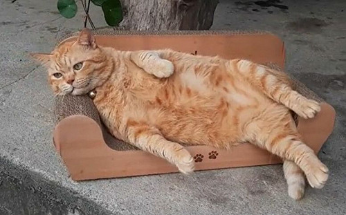 貓貓的退休生活？橘喵躺貴妃椅賞鳥