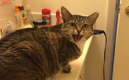 (影)爸問餓了嗎？貓咪秒回頭：哪次不餓