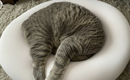 坐墊有無頭貓！奴驚：還有呼吸嗎？