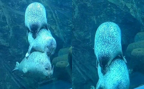 (影)海豹玩疊疊樂！串成貢丸後默默退場