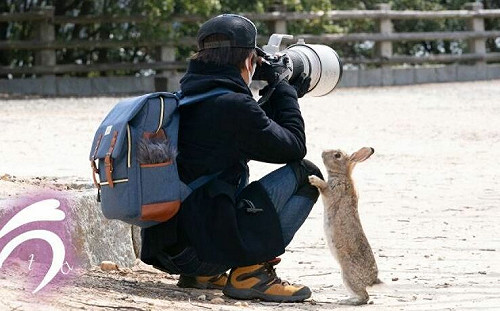攝影師對焦遠處！兔兔不堪寂寞撒嬌