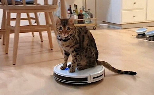 專屬坐騎！貓搭掃地機來趟皇城巡禮